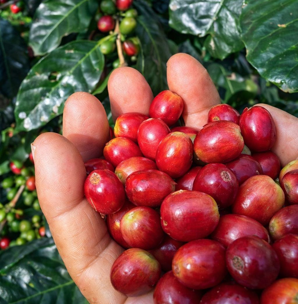 Cosecha selectiva a mano de los granos de café maduros