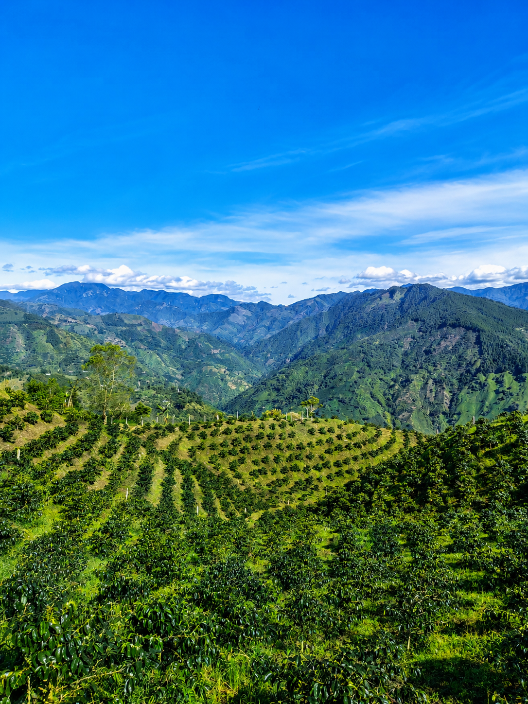 Terrazas de cultivo de café en las montañas del Tolima